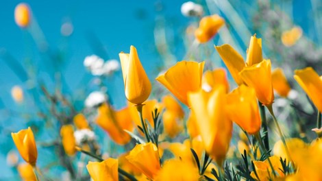 Is mazout bestellen in de lente een goed idee?